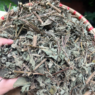 Lá Hương Nhu Khô Tự Nhiên 100% – Gội Đầu, Xông Hơi, Thảo Mộc – Dược Quý Thiên Phúc