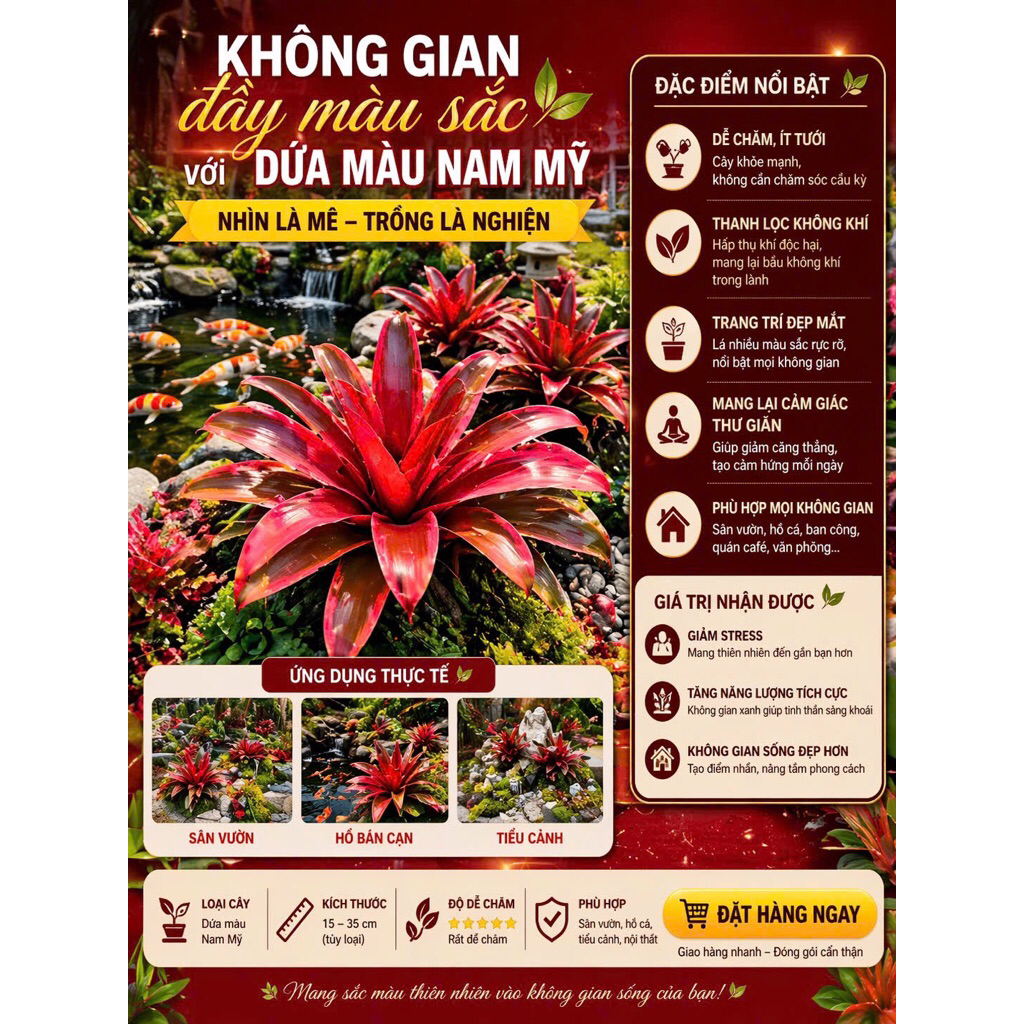 Dứa nam mỹ,trang trí bán cạn sân vườn,ship hoả tốc