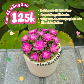Chậu Sen Đá Hồng Sao | Đất Nung Mini Trắng Kem 8x8cm | Decor Bàn Làm Việc, Làm Quà Tặng, Sự kiện Mầm Nắng Garden