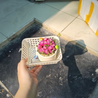 Chậu Sen Đá Hồng Sao | Đất Nung Mini Trắng Kem 8x8cm | Decor Bàn Làm Việc, Làm Quà Tặng, Sự kiện Mầm Nắng Garden