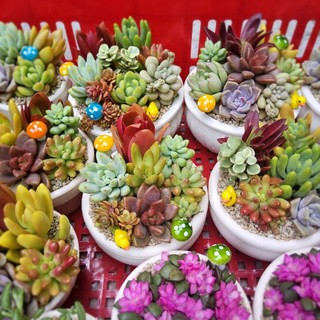 Set sen đá mix kèm chậu nhiều size được trồng sẵn và có sẵn tại vườn Mầm Nắng Garden lỗi 1 đền 1
