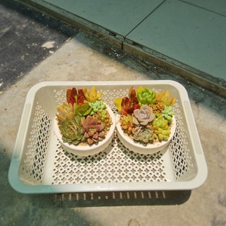 Set sen đá mix kèm chậu nhiều size được trồng sẵn và có sẵn tại vườn Mầm Nắng Garden lỗi 1 đền 1