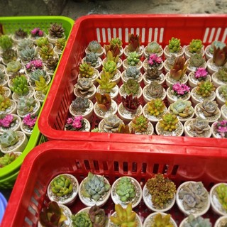 Set quà tặng sen đá mini 3-5cm trồng sẵn ngẫu nhiên kèm túi có sẵn tại vườn Mầm Nắng Garden lỗi 1 đền 1.