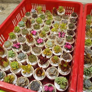 Set quà tặng sen đá mini 3-5cm trồng sẵn ngẫu nhiên kèm túi có sẵn tại vườn Mầm Nắng Garden lỗi 1 đền 1.