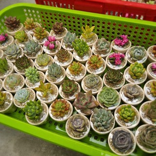 Set quà tặng sen đá mini 3-5cm trồng sẵn ngẫu nhiên kèm túi có sẵn tại vườn Mầm Nắng Garden lỗi 1 đền 1.