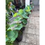 chậu hoa sen nước lá to sống khoẻ, bùn tôm cá nhiều dinh dưỡng chậu c12 và chậu c16