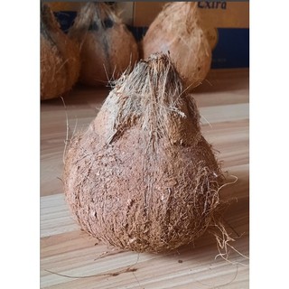 1 Trái Dừa khô nguyên trái gọt vỏ sẵn Kacoco - lấy nước cốt dừa, làm mứt, làm bánh, nấu ăn chủ động rất ngon