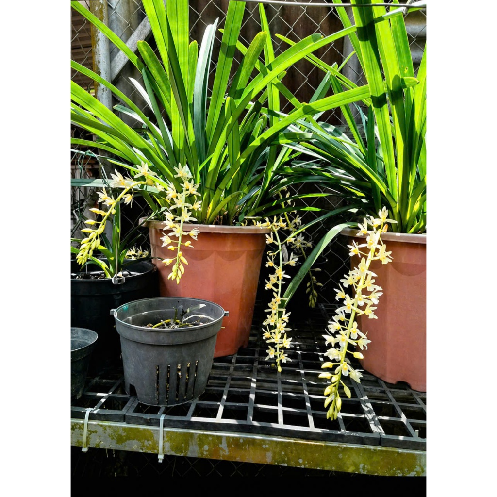 Kiếm  Trắng Rừng Cát Bà