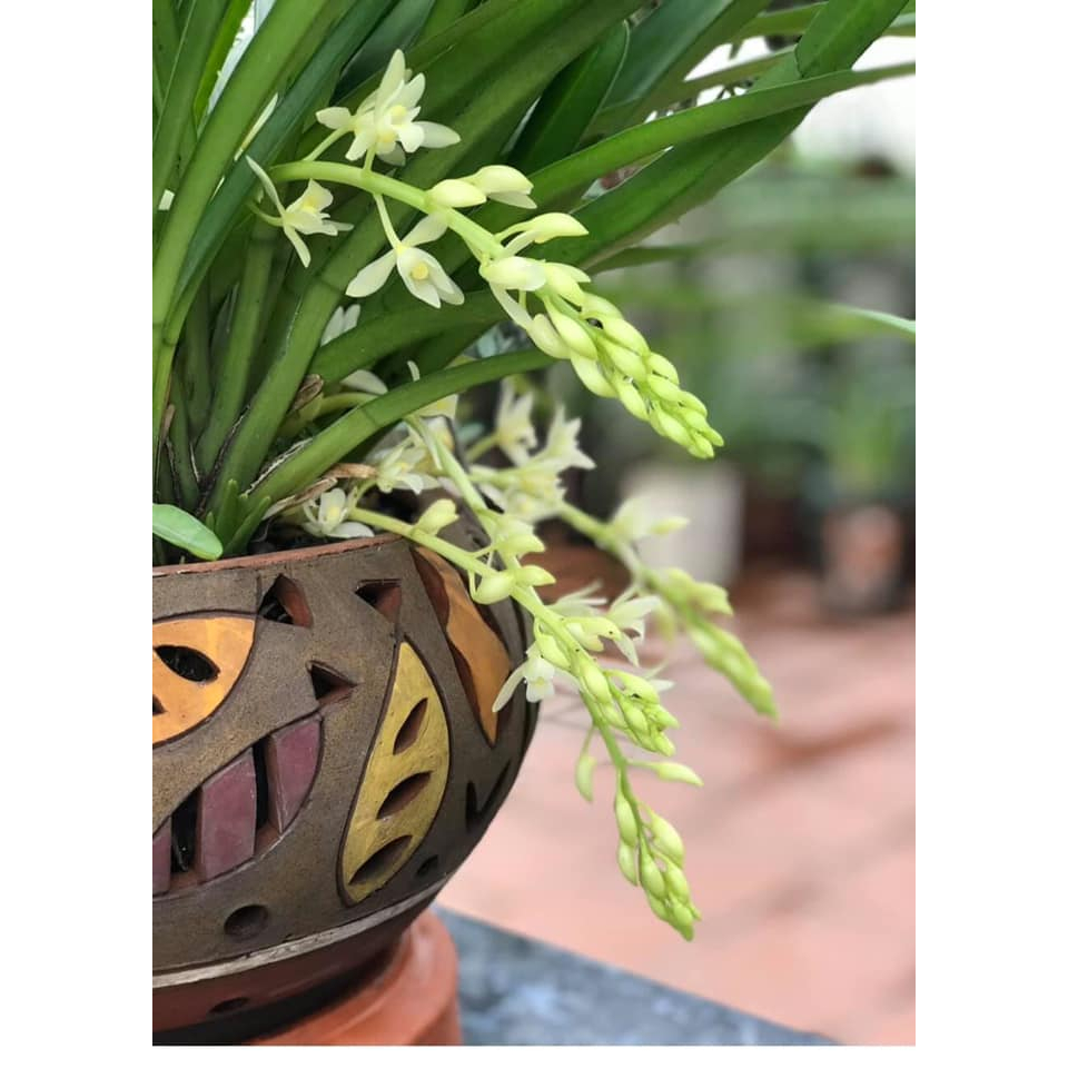 Kiếm  Trắng Rừng Cát Bà