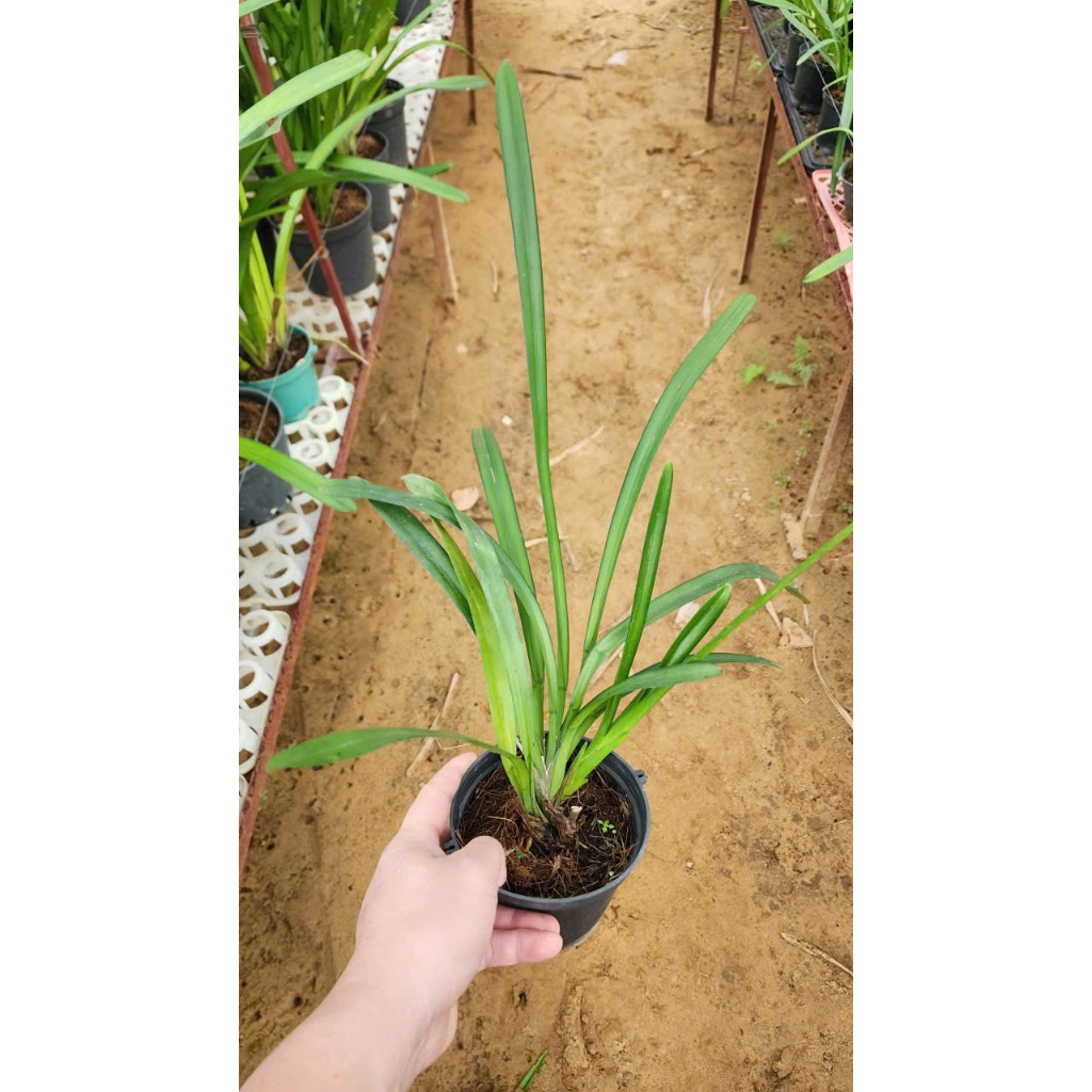 Kiếm  Trắng Rừng Cát Bà