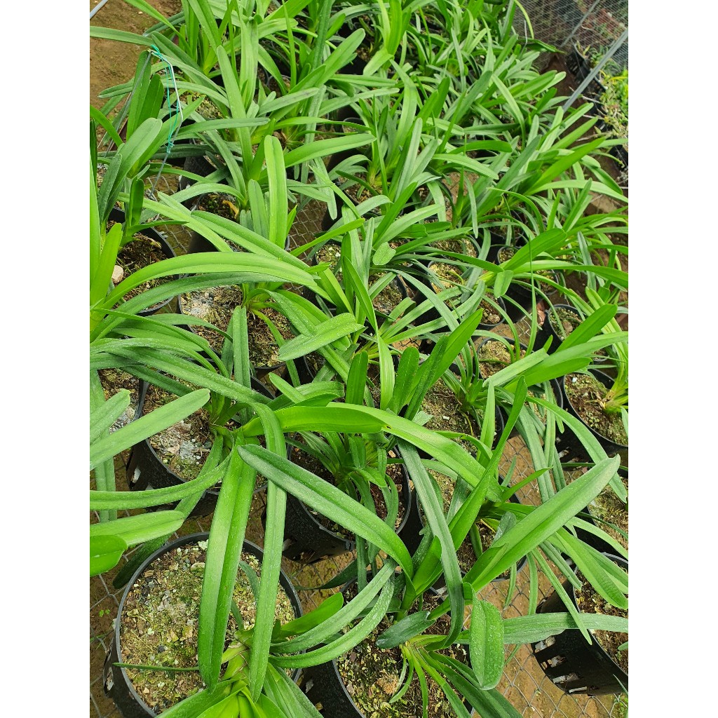 Kiếm  Trắng Rừng Cát Bà