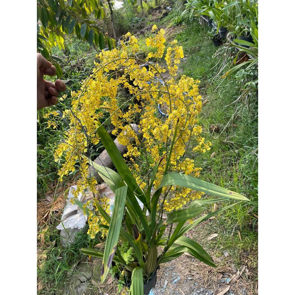 VŨ NỮ Hawai Siêu Hoa