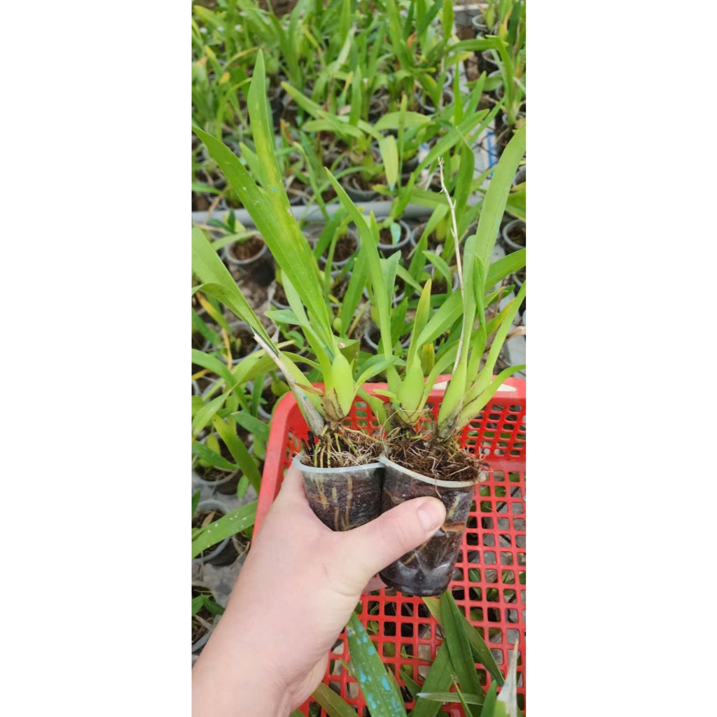 VŨ NỮ Hawai Siêu Hoa