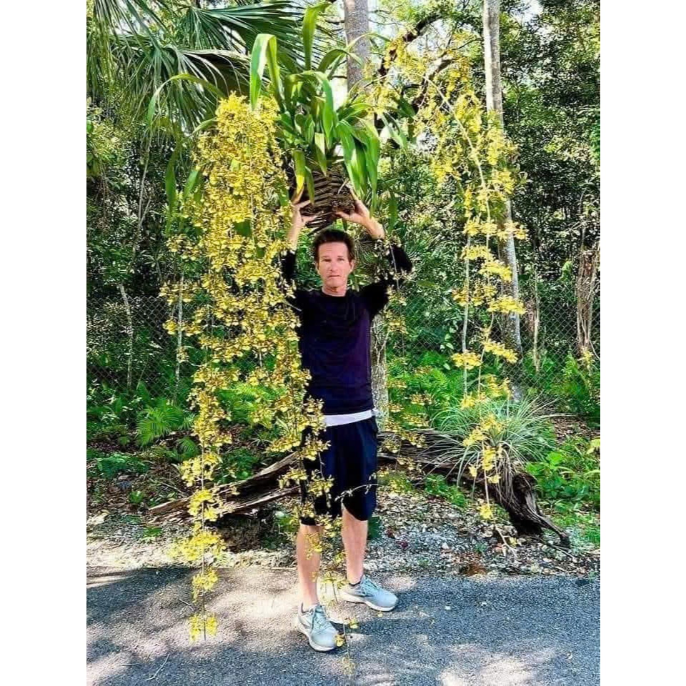 VŨ NỮ Hawai Siêu Hoa