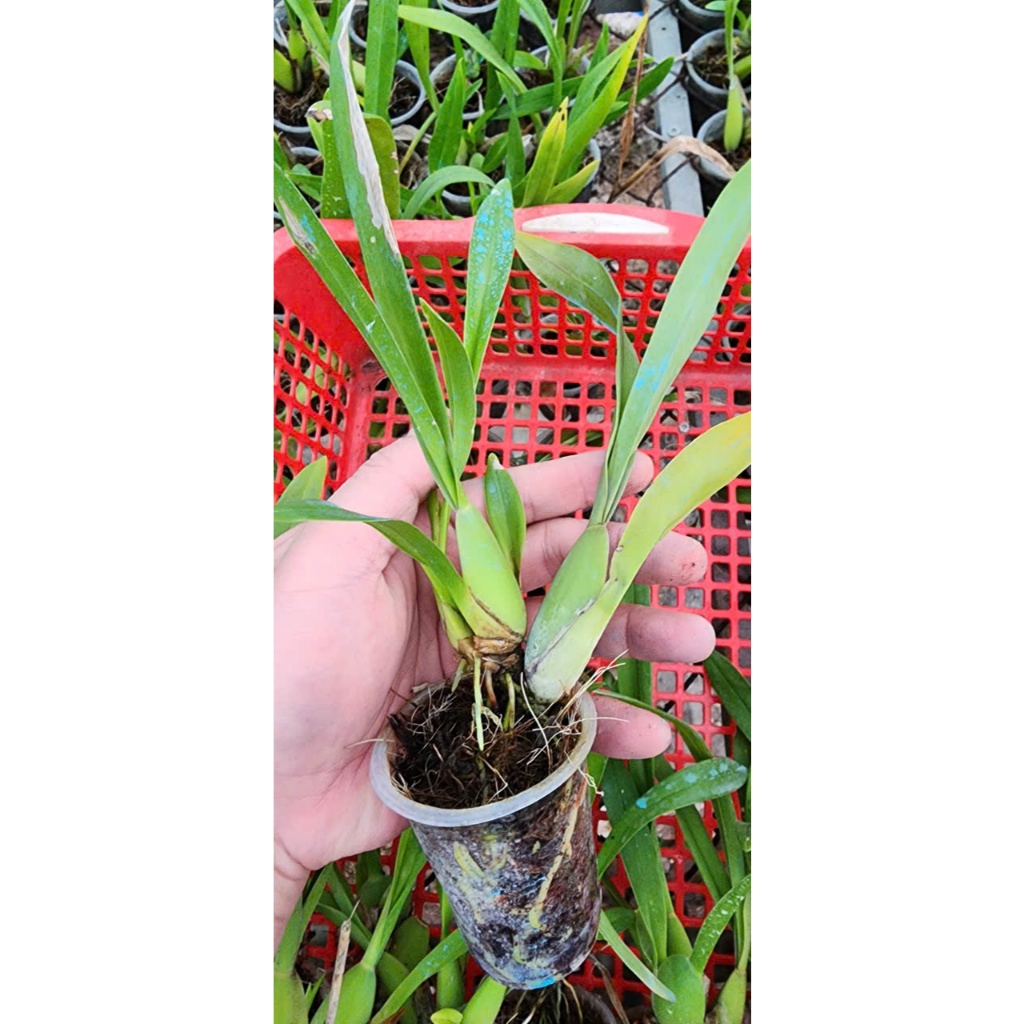 VŨ NỮ Hawai Siêu Hoa