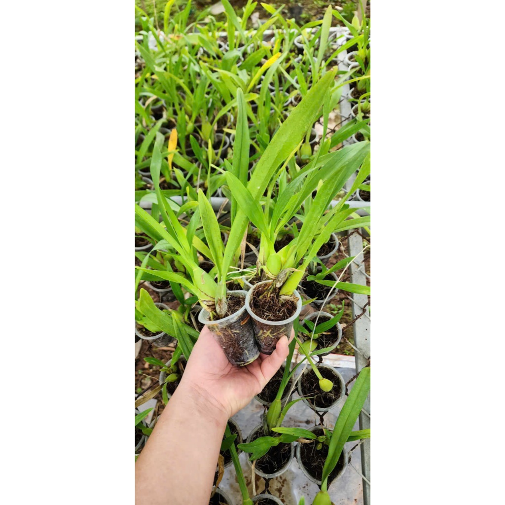 VŨ NỮ Hawai Siêu Hoa