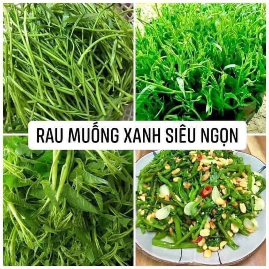 10gr hạt giống rau muống siêu ngọn konglang ❤️❤️ Dòn Ngon ❤️❤️ siêu nảy mầm
