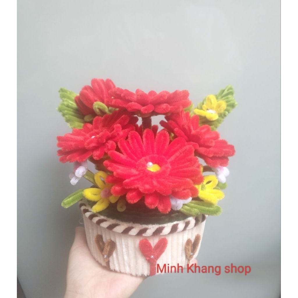 Chậu Hoa Đồng Tiền Kẽm Nhung, chậu hoa mini, chậu hoa để bàn, trang trí nhà cửa phòng làm việc, quà tặng ý nghĩa