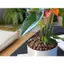 5 Dm3 Viên Đất Nung Sfarm Trồng Rau, Củ, Quả, Lót Chậu,... ( size 5-10cm)