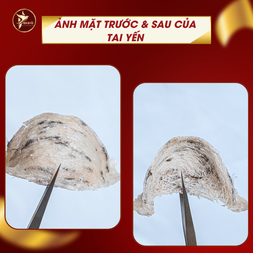 Tổ Yến Thô Già Gân Dùng Thử 10 Gram - Yến Sào Phạm Gia  - Tổ Yến Thô