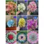 Set 100g Cỏ Điểm Bi Nở Lá Hồng Lá Táo Hoa Giả Làm Hoa Trang Trí Handmade Diy DUHA 101