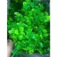 Set 100g Cỏ Điểm, Cành Táo Ngắn Trang Trí Giỏ Hoa, Quả, Set Quà Tặng Giỏ Tết DUHA 102