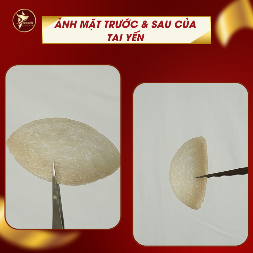 Tổ Yến Rút Lông Định Hinh Xuất Khẩu Nguyên Chất 100% - Yến Sào Phạm Gia