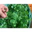 Combo 1kg Cỏ Điểm Sen Đá, Cỏ Tùng Kim , Cỏ Điểm Trang Trí Hoa. Dùng Bó Hoa, Giỏ Hoa Các Loại. DUHA 144