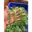 Combo 500g Cỏ Bi Cụp, Cỏ Tuyết, Cành Táo Dài Trang Trí Bó Hoa Siêu Đẹp DUHA 147