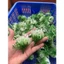 Combo 500g Cỏ Điểm Cỏ Thông Tùng Cỏ Thông Ngắn Chưa Nhặt Gọng DUHA 150