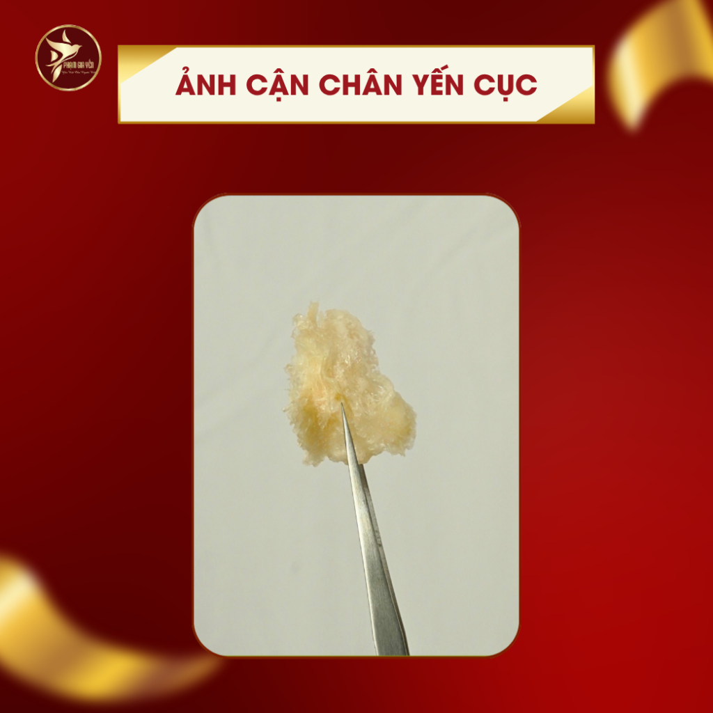 Chân Tổ Yến Cục Rút Lông Nguyên Chất 100% - Không Pha Độn Tẩy - Cực Dai và Giòn - Yến Sào Phạm Gia