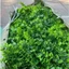 Túi 100g Cỏ Điểm Cành Táo Dài Điểm Hoa Sáp, Hoa Lụa, Oản, Giỏ Trái Cây, Giỏ Quà DUHA 106