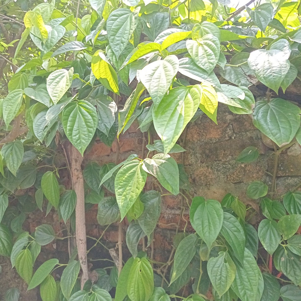 Lá trầu không tươi nhà trồng - Rất tốt dùng xông hơi - tắm - hơ