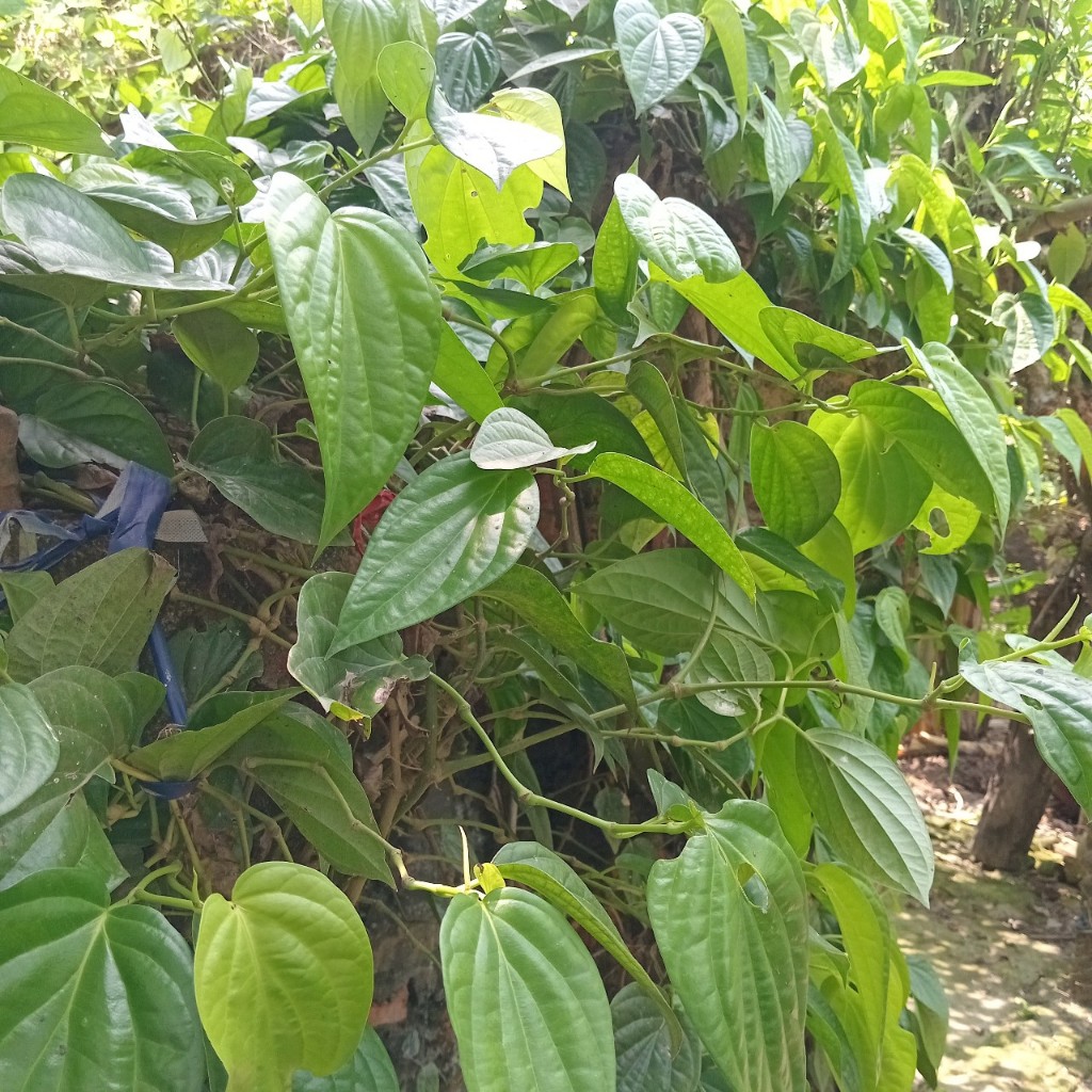 Lá trầu không tươi nhà trồng - Rất tốt dùng xông hơi - tắm - hơ
