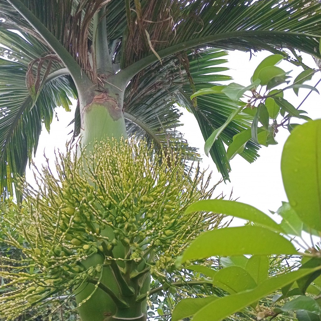 Hoa cau tươi - Cau hoa tươi - Cắm thờ, trang trí - hương rất thơm ( Đặt hàng mới cắt tại vườn)