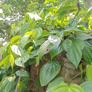 Lá trầu không tươi nhà trồng - Rất tốt dùng xông hơi - tắm - hơ