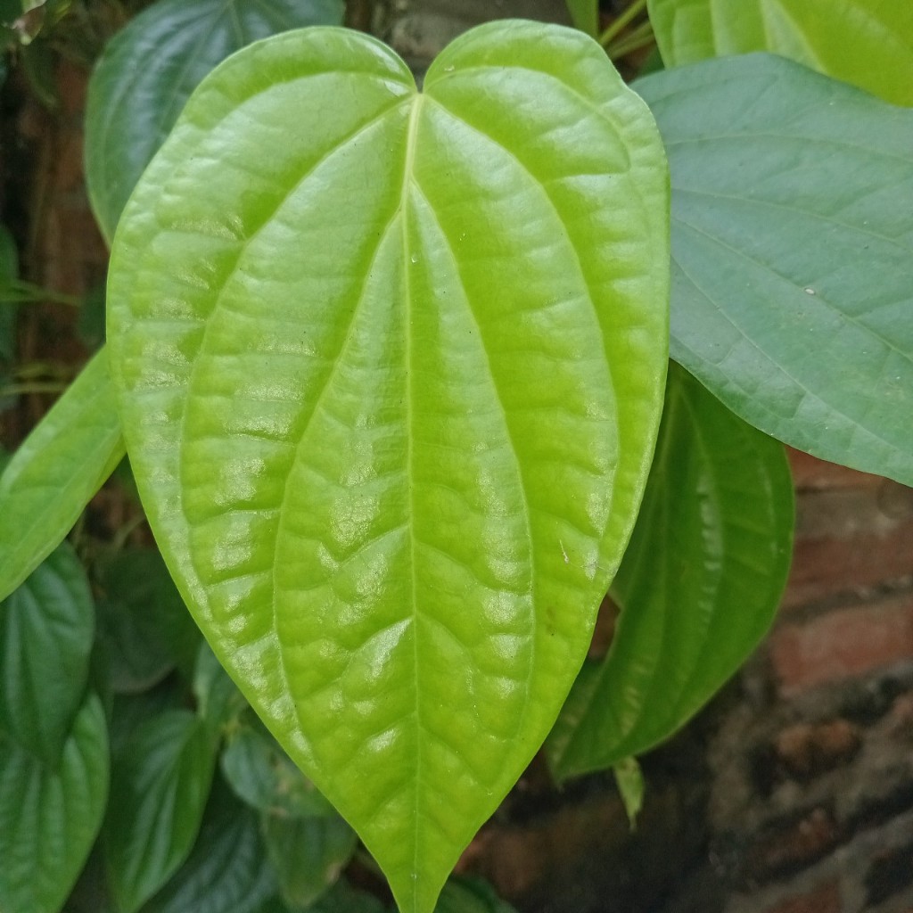 Lá trầu không tươi nhà trồng - Rất tốt dùng xông hơi - tắm - hơ