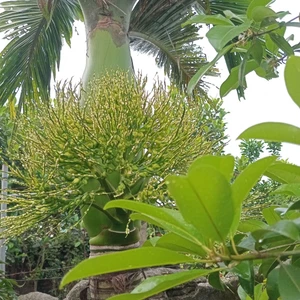 Hoa cau tươi - Cau hoa tươi - Cắm thờ, trang trí - hương rất thơm ( Đặt hàng mới cắt tại vườn)