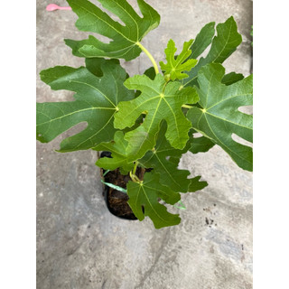 Chậu cây sung Mỹ , cây cao 30-45 cm
