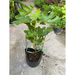 Chậu cây sung Mỹ , cây cao 30-45 cm