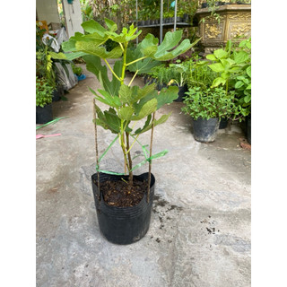 Chậu cây sung Mỹ , cây cao 30-45 cm