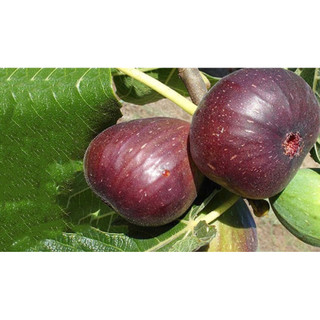 Chậu cây sung Mỹ , cây cao 30-45 cm