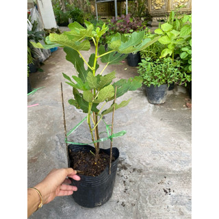 Chậu cây sung Mỹ , cây cao 30-45 cm