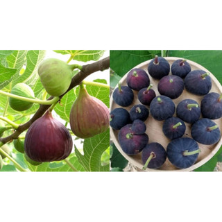 Chậu cây sung Mỹ , cây cao 30-45 cm