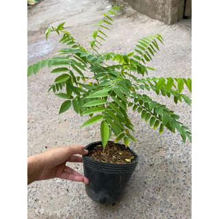 Chậu cây giống khế tàu