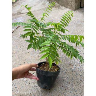 Chậu cây giống khế tàu
