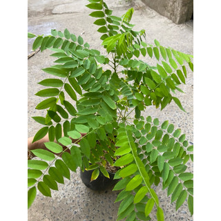 Chậu cây giống khế tàu