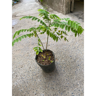 Chậu cây giống khế tàu
