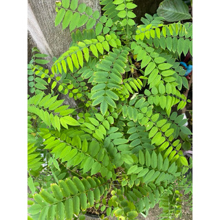 Chậu cây giống khế tàu