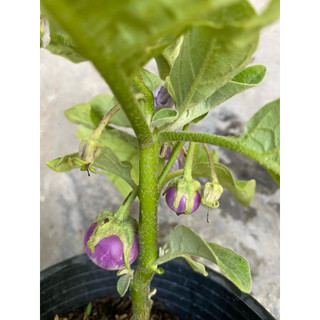 Chậu cây cà pháo tím